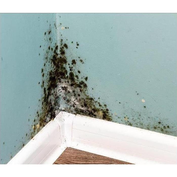 Mold found in a home in S.E. Surprise